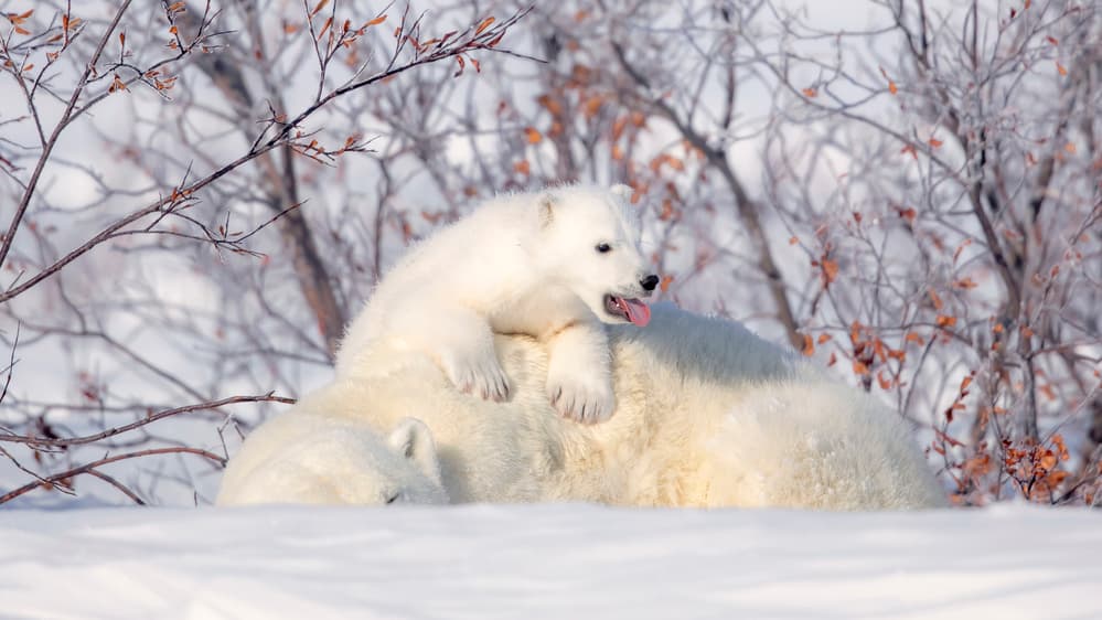 Playful Polar Bear Cub by Fion Wong — canvas wall art