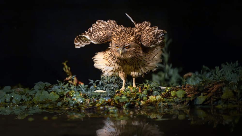 Nocturnal Owl Reflection by tianhuayu — canvas wall art