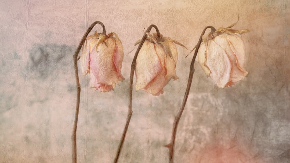 Three Faded Roses by Marie-anne Stas — canvas wall art