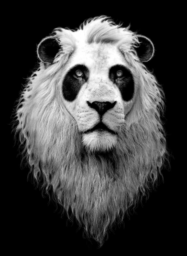 Majestic Panda Lion by Adam Lawless — canvas wall art