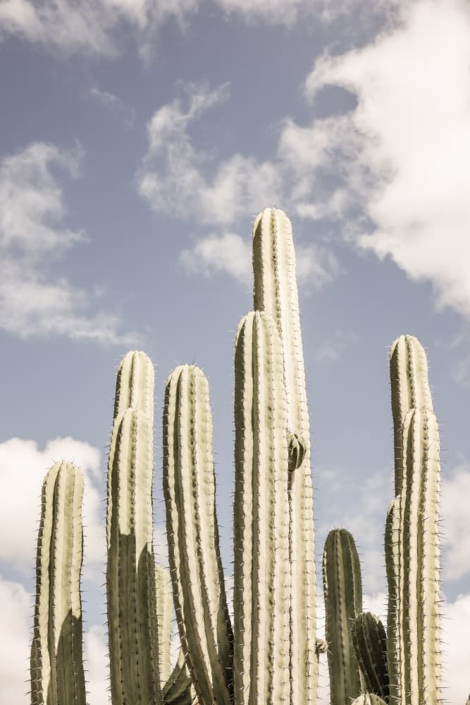 Desert Sentinels by Shot by Clint — canvas wall art