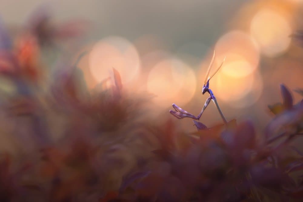 Soft Mantis Glow by Sebastien Blomme — canvas wall art