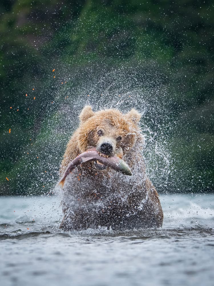Splashing Bear Catches Salmon by Petr Simon — canvas wall art