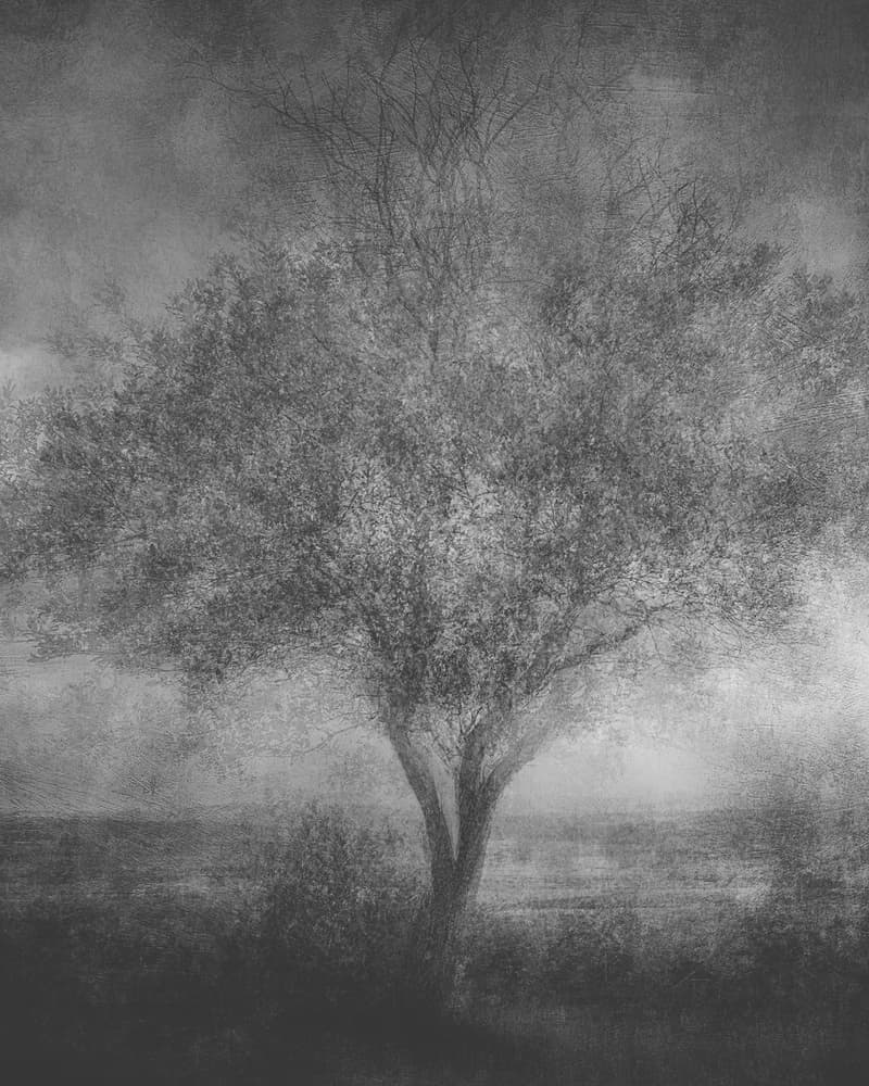 Mysterious Lone Tree by Katarina Holmström — canvas wall art