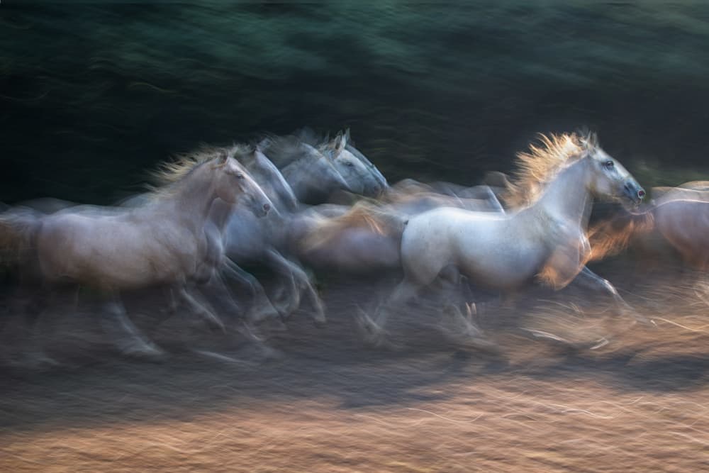 Running Wild Horses by Milan Malovrh — canvas wall art