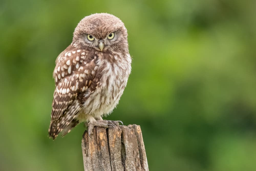 Intense Little Owl Gaze by Roelof de Hoog — canvas wall art