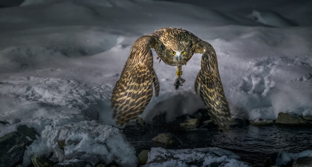Winter Owl Hunt by Jie Fischer — canvas wall art