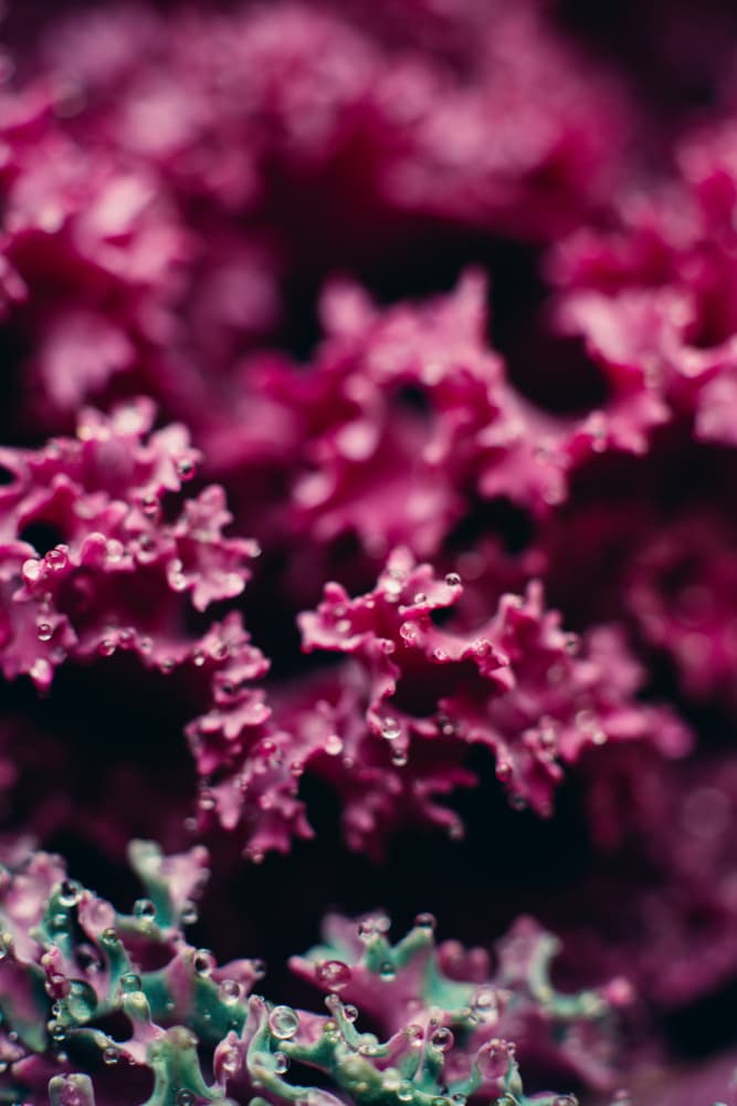Pink Dewdrop Leaves by Javier Pardina — canvas wall art