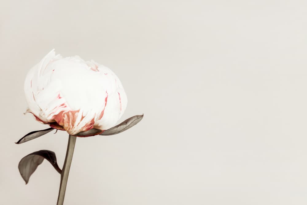 Delicate Pink Peony by Pictufy Studio III — canvas wall art