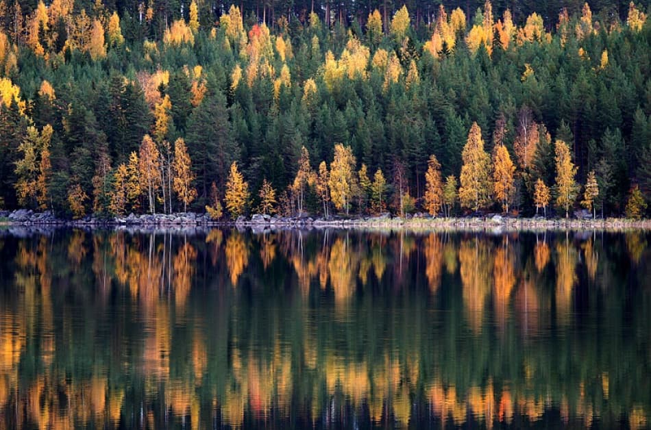 Autumn Forest Reflections by Bror Johansson — canvas wall art