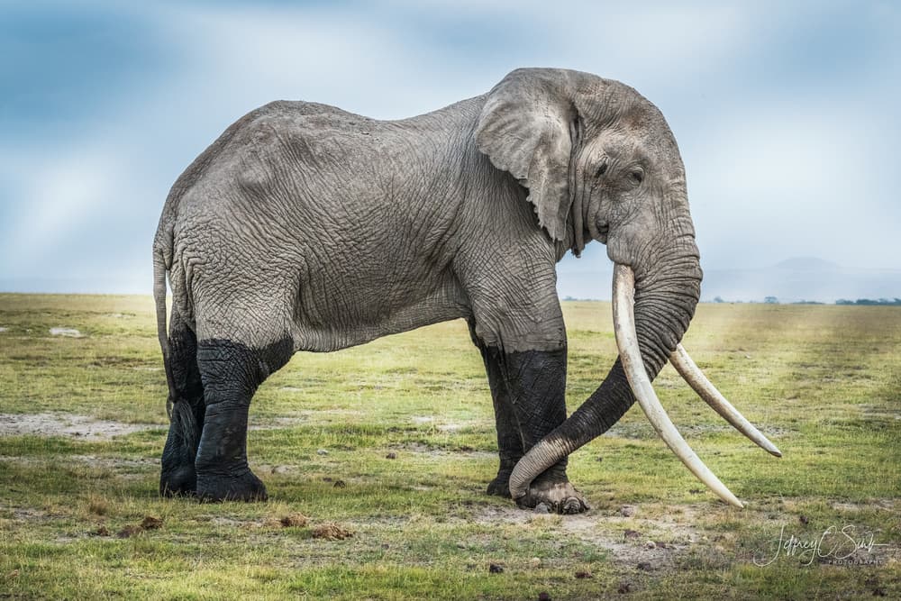 Majestic African Elephant by Jeffrey C. Sink — canvas wall art