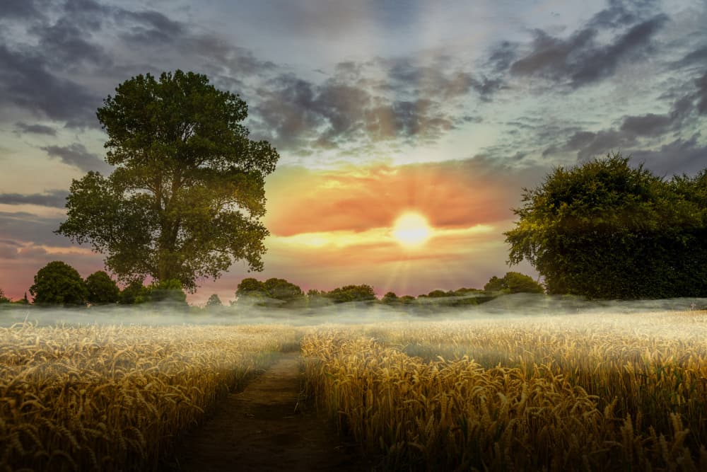 Misty Golden Field Sunrise by Jürgen Muß — canvas wall art
