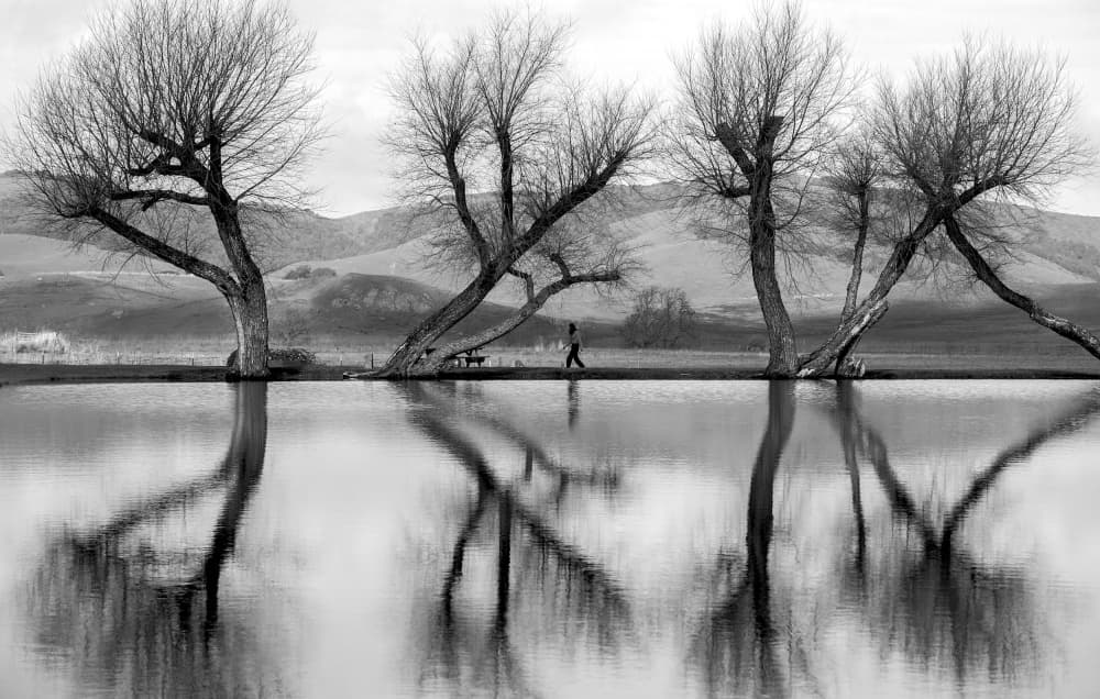 Bare Trees Reflection by Robin Wechsler — canvas wall art