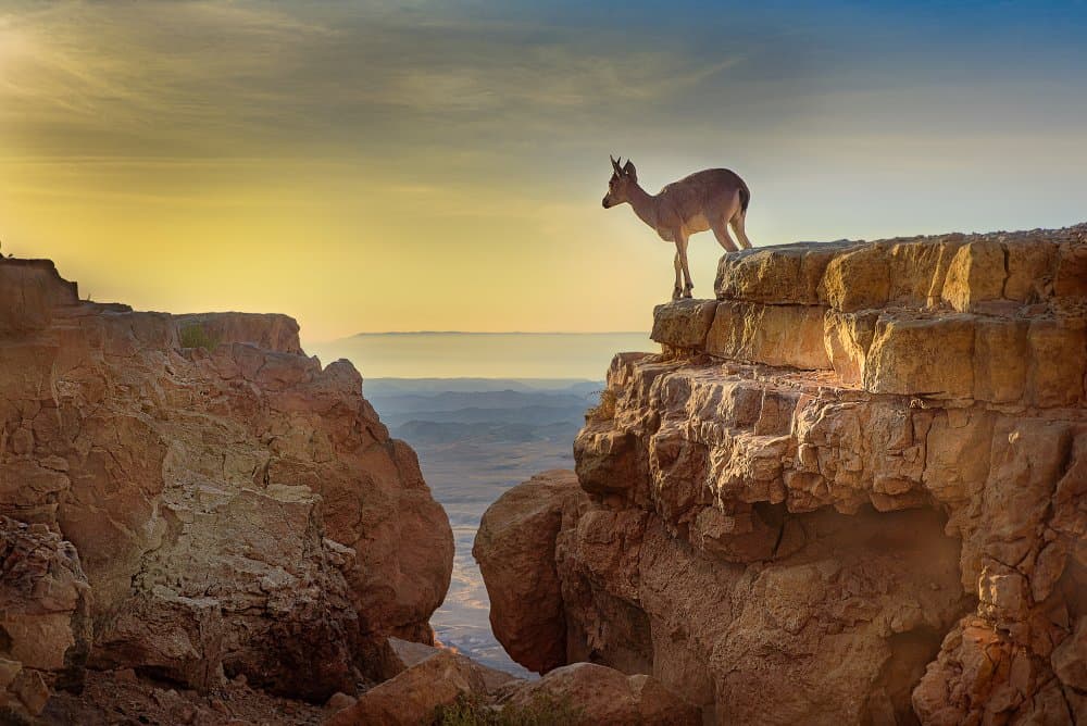 Ibex Sunset Over Canyon by Dov Amar — canvas wall art