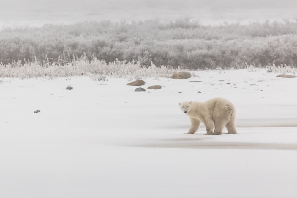 Arctic Polar Bear by Junbo Liang — canvas wall art