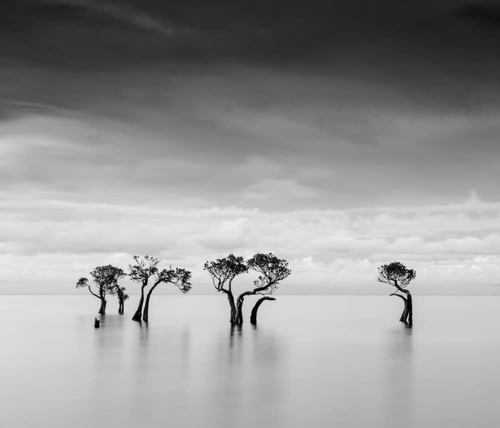 Isolated Ocean Trees by Robert Bolton — canvas wall art