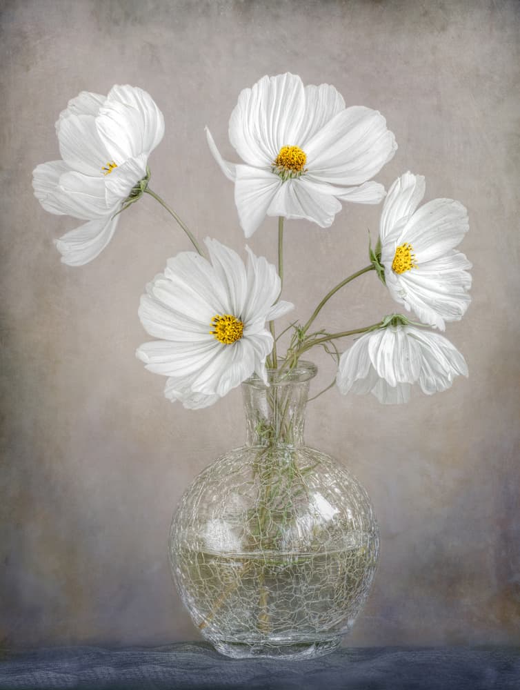 Simply Cosmos by Mandy Disher — canvas wall art