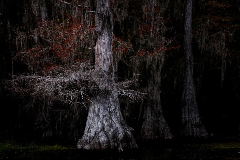Eerie Cypress Swamp by Chuan Chen APA — canvas wall art