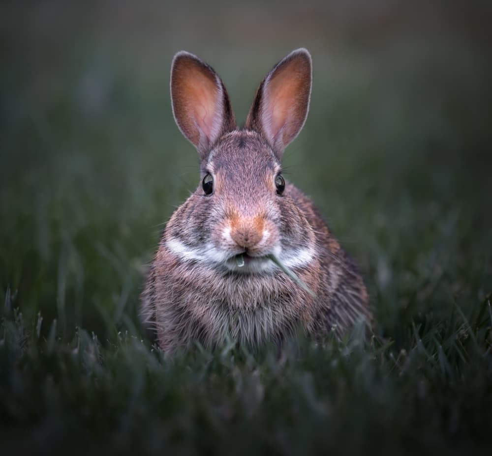 Wild Rabbit Eating Grass by Atul Saluja — canvas wall art