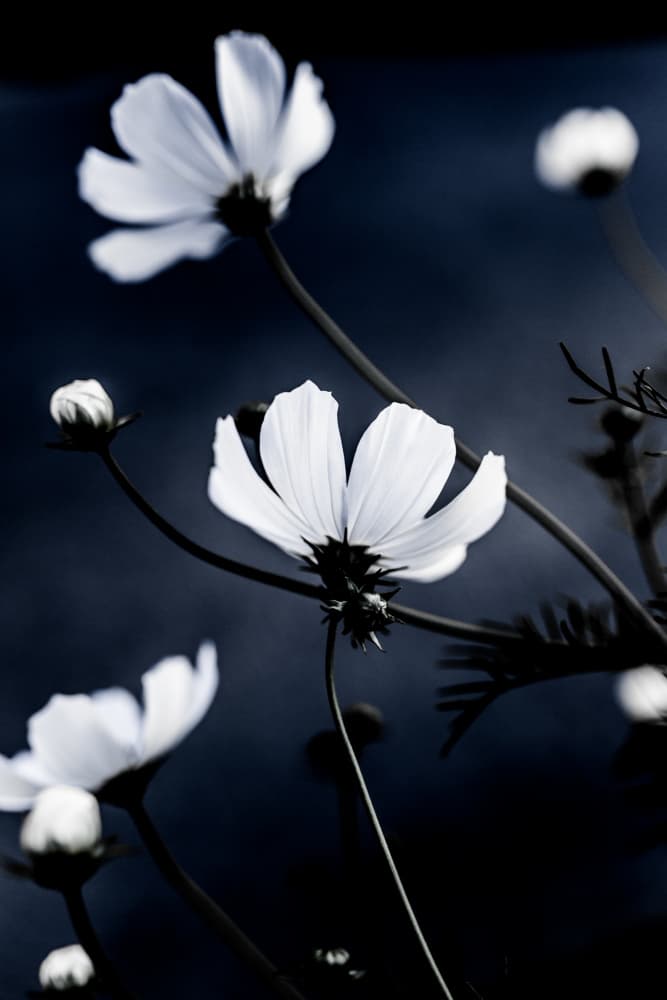 Wild Flowers 1 by Mareike Böhmer — canvas wall art