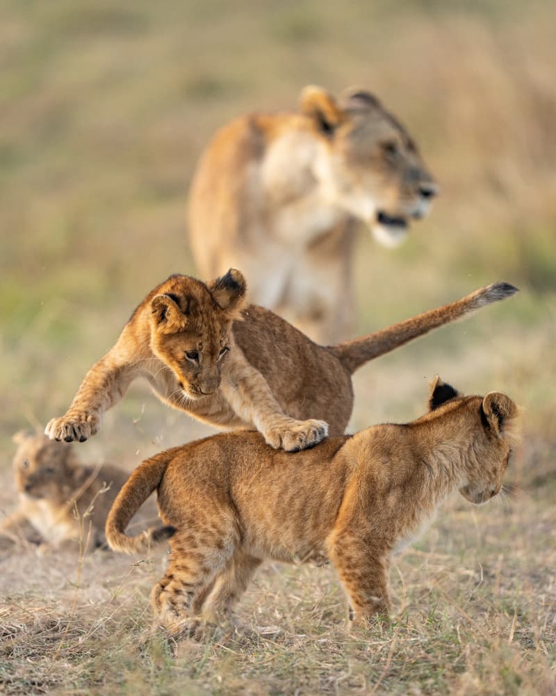 Playful Lion Cubs by Yogesh Bhatia — canvas wall art