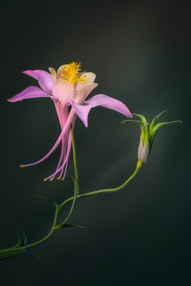 Elegant Pink Columbine by Ben.C.L — canvas wall art