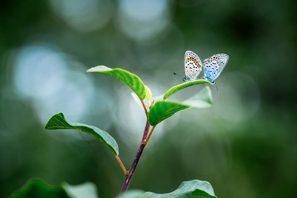 Blue Butterflies on Leaf by Ulrike Eisenmann — canvas wall art