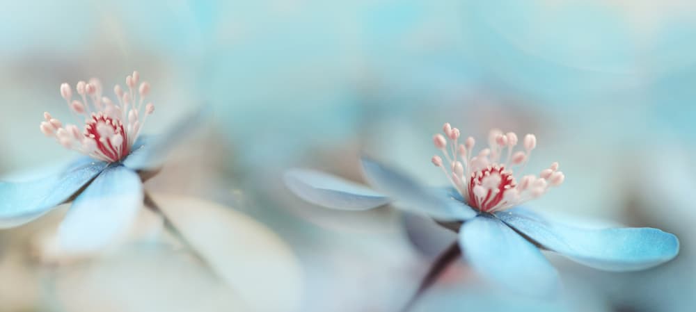 Delicate Blue Blooms by Heidi Westum — canvas wall art