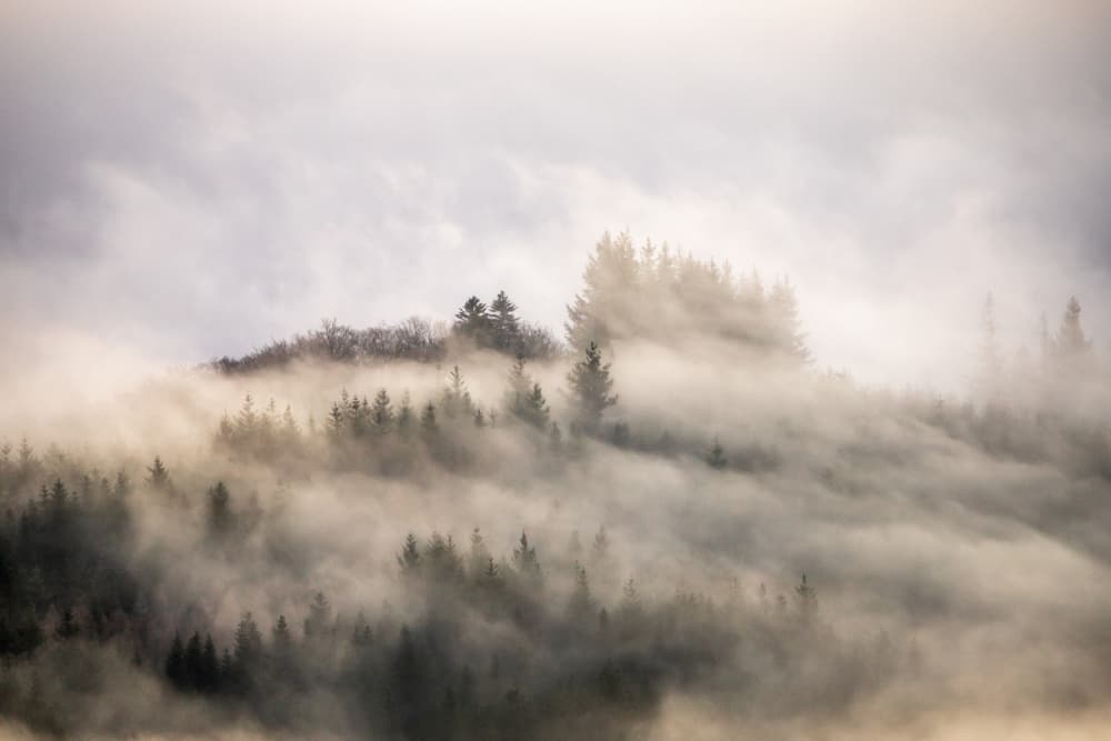 Misty Forest Serenity by Barré Thierry — canvas wall art