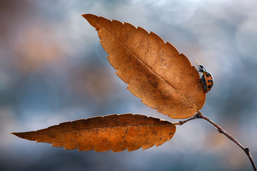 Ladybug Autumn Leaf by Atul Saluja — canvas wall art