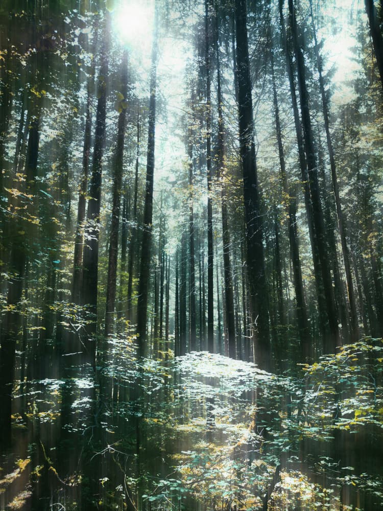 Sunlight Through Trees by Angelo Cerantola — canvas wall art