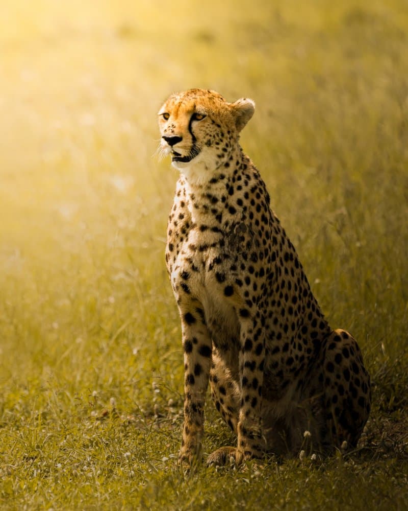 Golden Cheetah Gaze by Ahmed Sobhi — canvas wall art