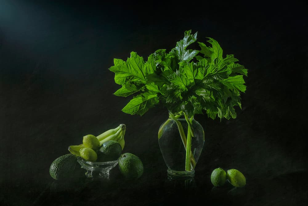 Lush Botanical Still Life by Lydia Jacobs — canvas wall art