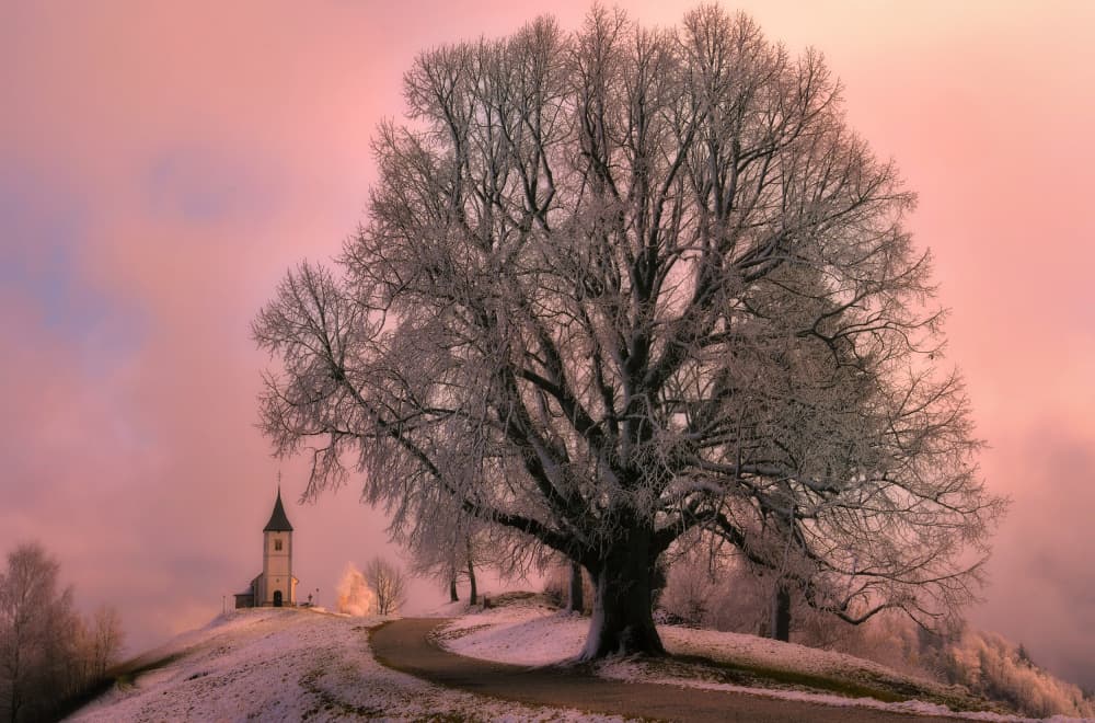 Frosted Tree Winter Morning by Drago Vogrinec — canvas wall art