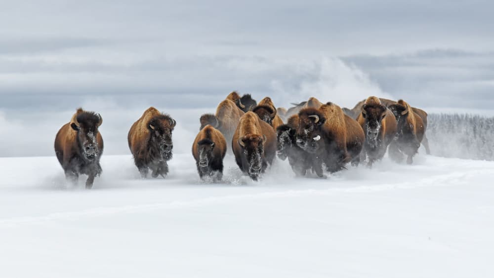 Bison Herd Charging Snow by Rob Li — canvas wall art
