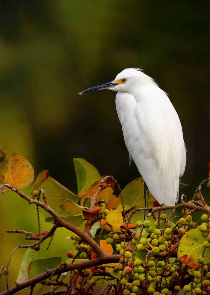 White Egret In Fall Foliage by verdon — canvas wall art