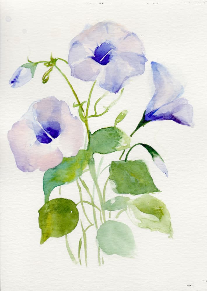 Watercolor Morning Glories by Christine Lindstrom — canvas wall art