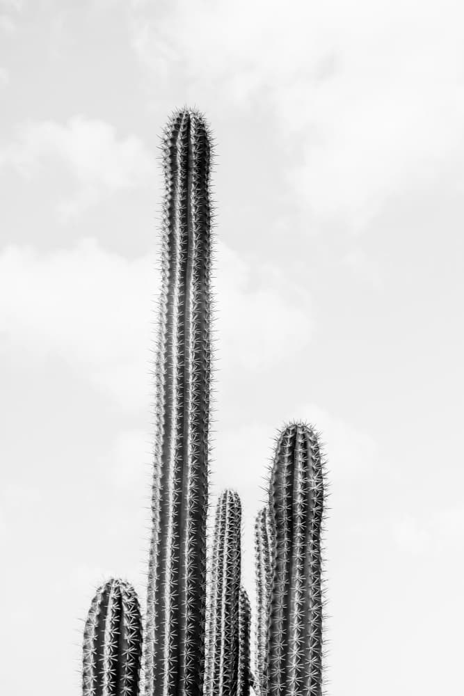 Tall Desert Cacti by Photolovers — canvas wall art