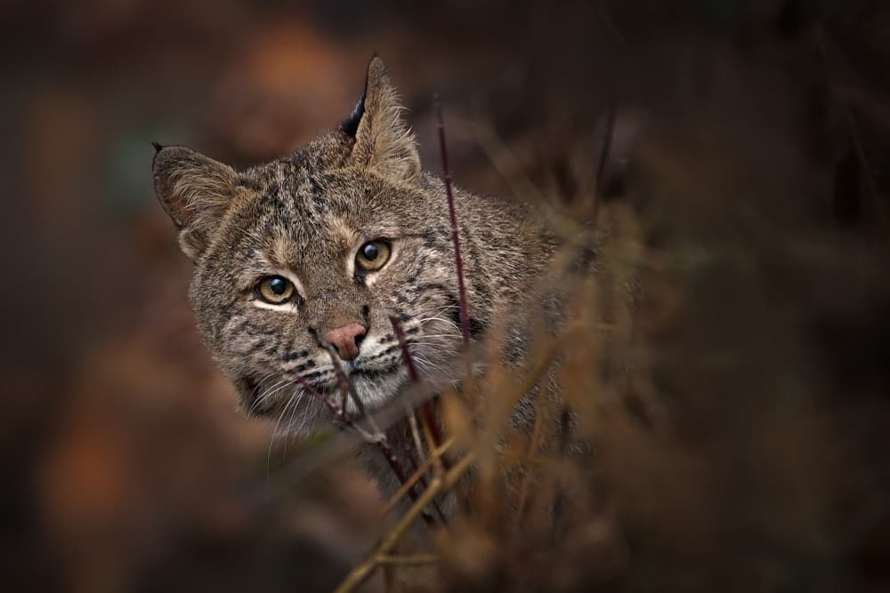 Curious Bobcat Gaze by Nick Kalathas — canvas wall art