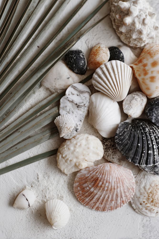 Shellstoriesno01 by Treechild — canvas wall art