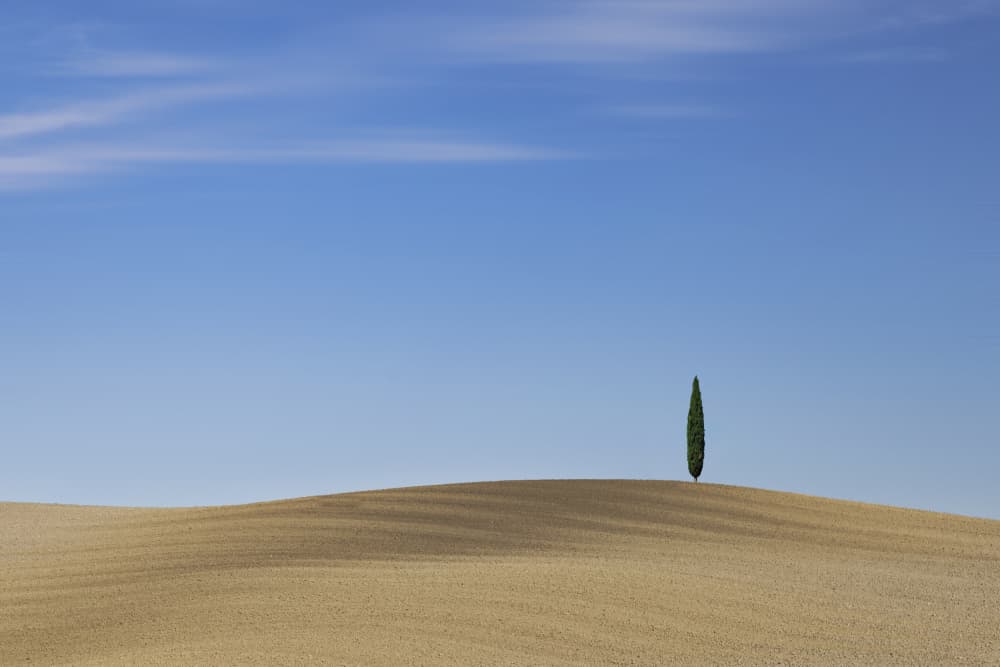 Solitary Cypress Hill by Dorian Gray — canvas wall art