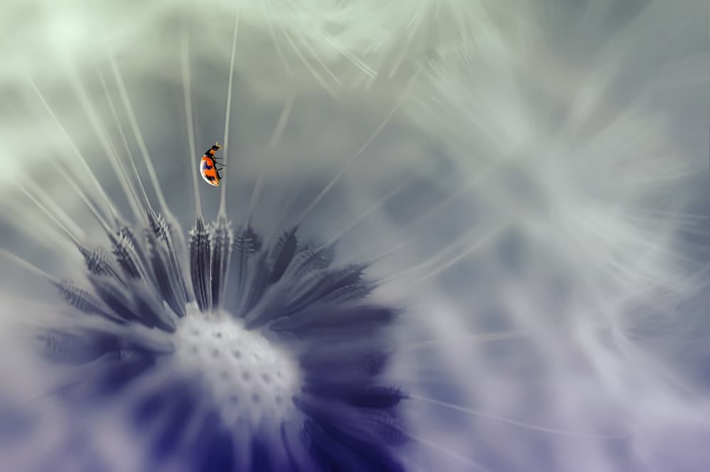 Dreamy Ladybug Dandelion by Edy Pamungkas — canvas wall art