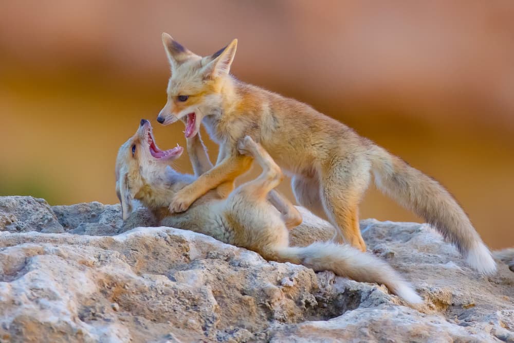 Fox Kits Playing by David Manusevich — canvas wall art