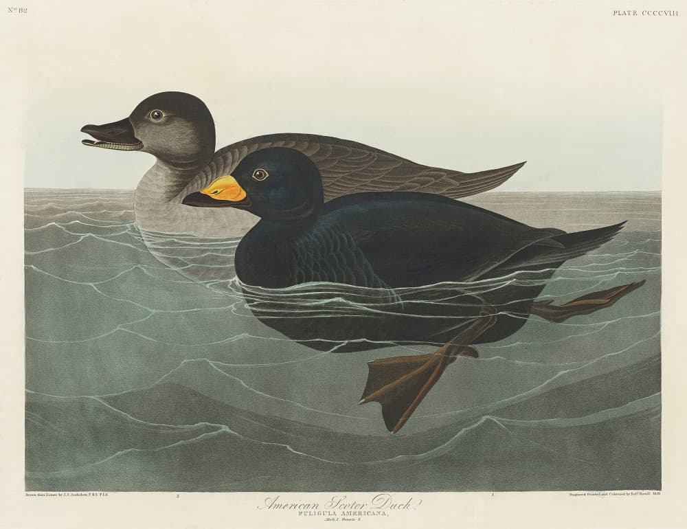 American Scoter Duck From Birds of America (1827) by John James Audubon — canvas wall art