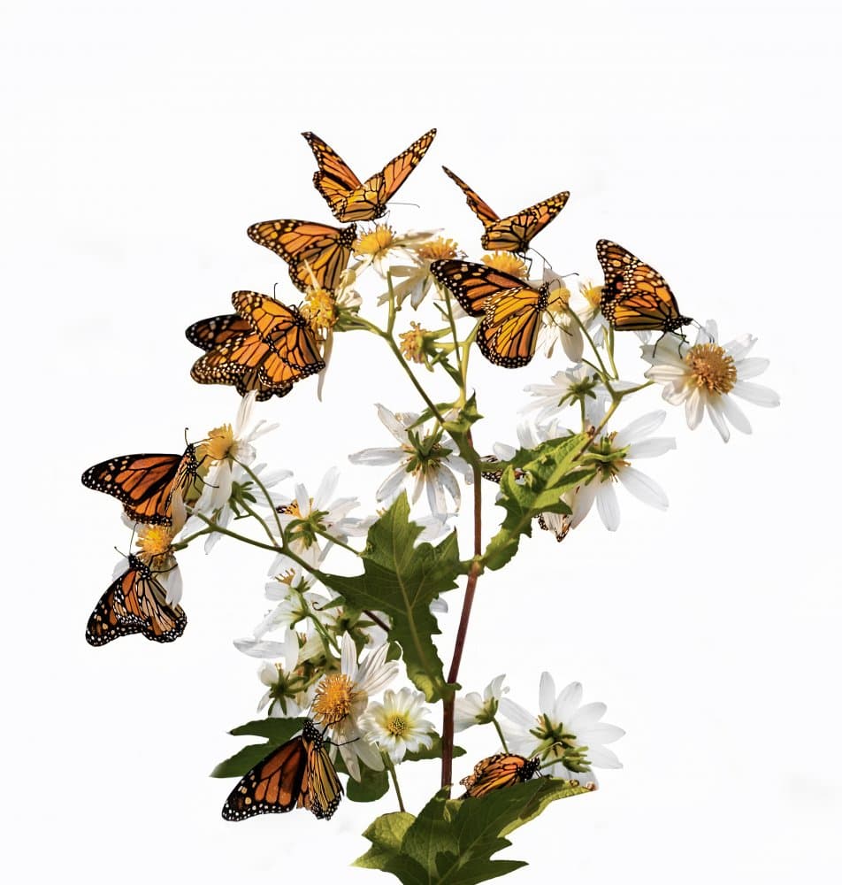 Monarchs on White Blooms by Jenny Qiu — canvas wall art