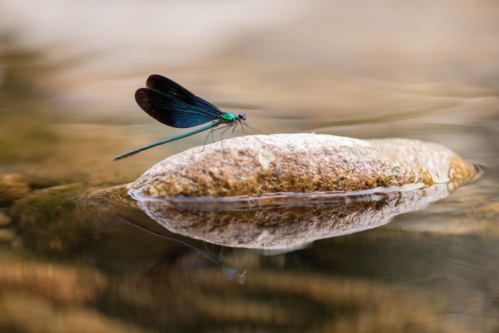 Blue Dragonfly Reflection by Ivy Deng — canvas wall art