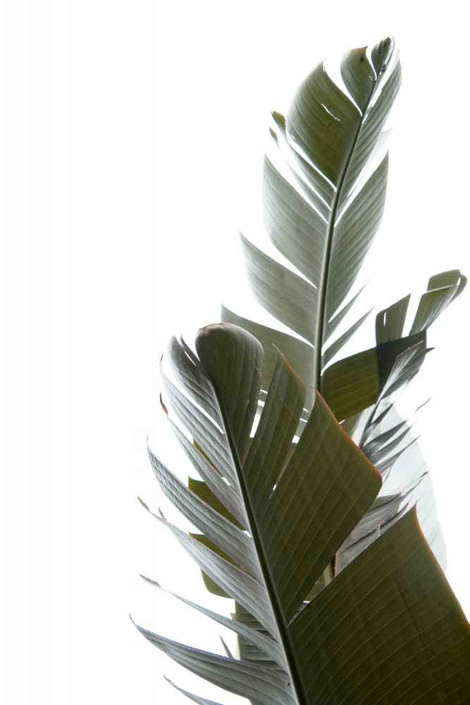 Bright Tropical Leaves by amini54 — canvas wall art