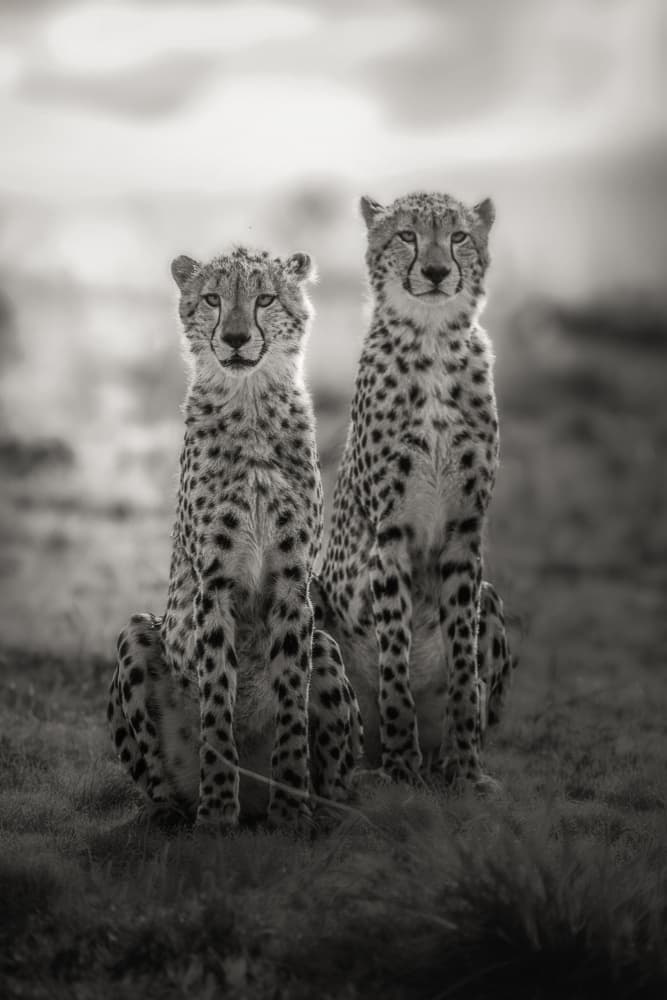 Majestic Cheetah Duo by Jayanta Guha — canvas wall art