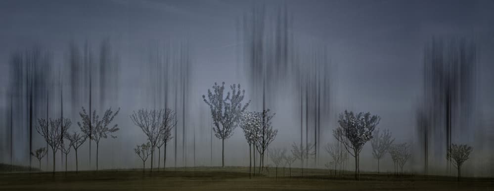 Blurred Forest Calm by Yvette Depaepe — canvas wall art