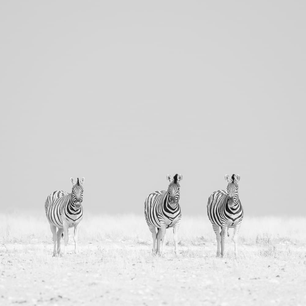 Three Zebras on Plains by Peter Schoeman — canvas wall art